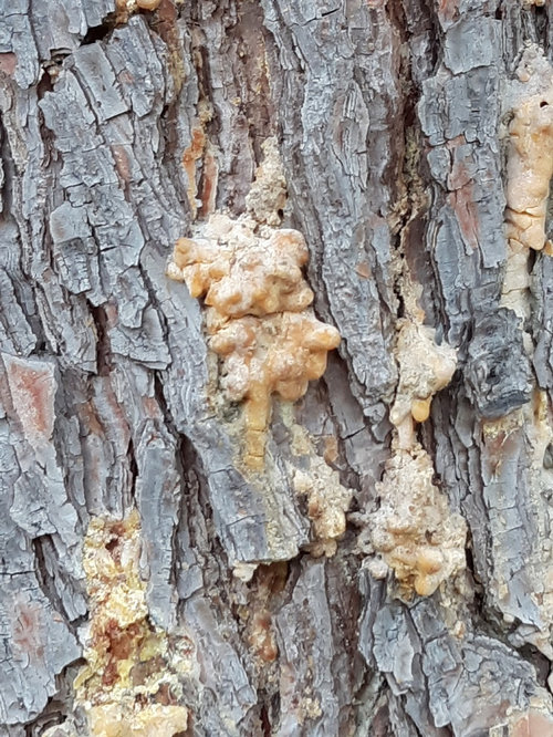 Disease or insect damage in pine tree