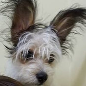 Beverly Hill's photo