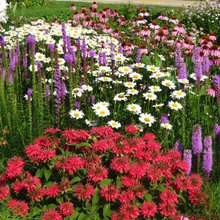 My favorite flowers
