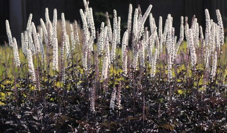 15 variétés à planter en automne autour de votre bassin