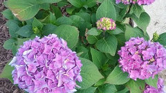 Image Result For Photos Of Limelight Hydrangea In Winter
