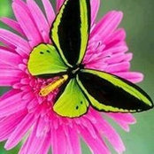 Peggy Seiple's photo