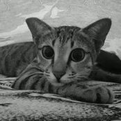 Sharon Chyne's photo