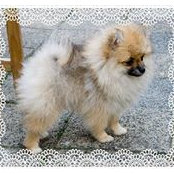 Eva's Pomeranians's photo