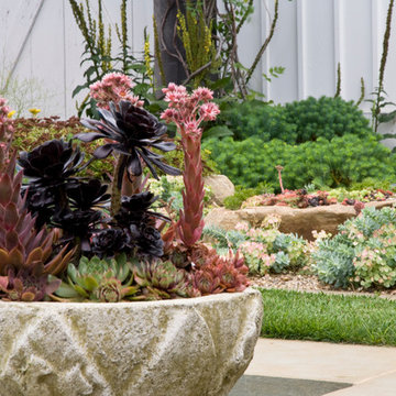 Sedum in Stone Bowl