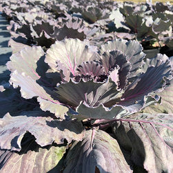 Current Featured Plants - Products