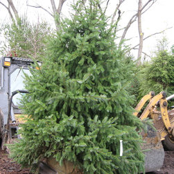Trees and Shrubs - Products
