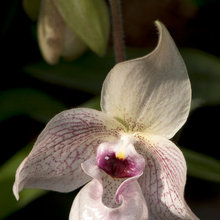 orchids2020
