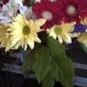 Elaine Brown's photo