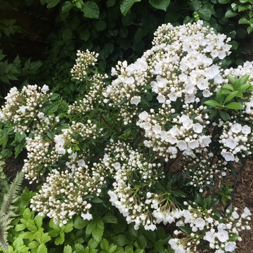 Park Slope Backyard 2