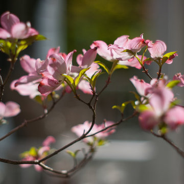 Spring Bulb Garden