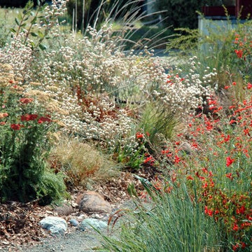 Naked buckwheat / Eriogonum nudum