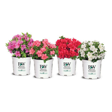 Bloom-A-Thon® Azalea