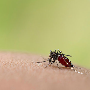 Mosquito Control Solutions