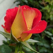 Foto von Mary McManus