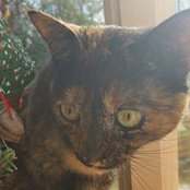 Kelly Schaffer's photo