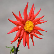 Foto de Johanna Cookson