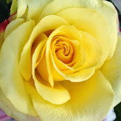 Kate Terenzi's photo