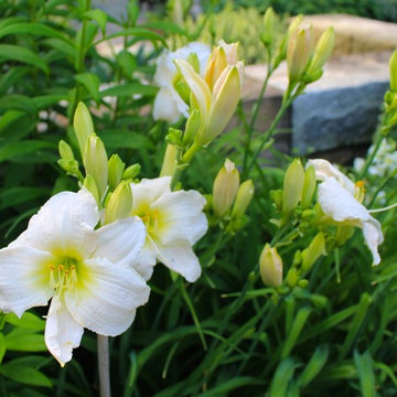 A Classic Country White Garden Revisited