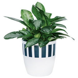Contemporary Indoor Pots And Planters by Pop Up Greens