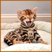 Foto di Boyds Bengals