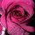 susanne_murray
