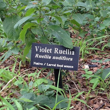 Jobasca butterfly plants