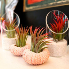 terrariums