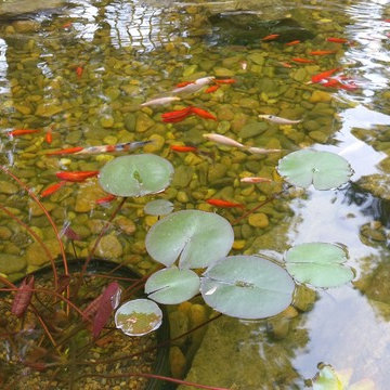 Koi Pond with Waterfalls and Patio / Walkway in Blythewood SC