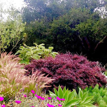 sandpoint plants