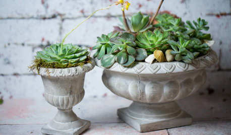 DIY : Un jardin miniature de succulentes