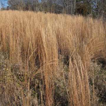 Great Design Plant: Little Bluestem