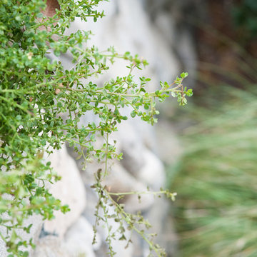 Slope Stabilizing Coyote Bush