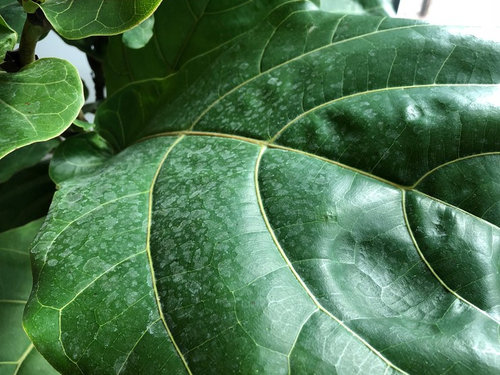 ficus leaf fiddle lyrata fig help spots