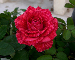 Good red stripped rose | Houzz Forum