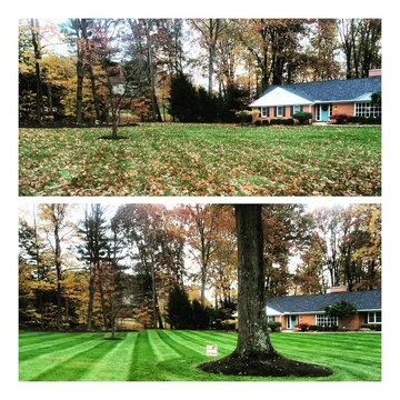 Before & After Leaves