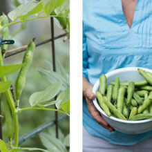 gardening