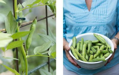 Summer Crops: How to Grow Beans