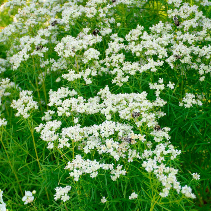 Mountain Mint Perennial Image by Peter Atkins and Associates