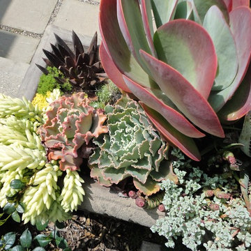 Succulent Planters for California Cottage Gardens