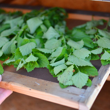 Drying Lemon Balm
