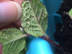 Mint leaves have black spots. Is it mint rust? | Houzz Forum