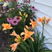 Dianne Scott's photo