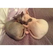 Shawn Dudukovich's photo