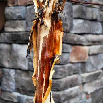 Textural study: Tree form Diablo ninebark against stone wall.
