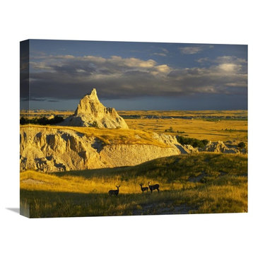 "Mule Deer Trio In Grasslands Of Badlands National Park, South Dakota" Artwork