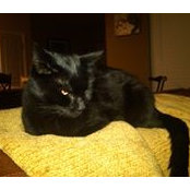 Foto von Sooty Cat