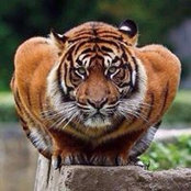 Rob Allens foto