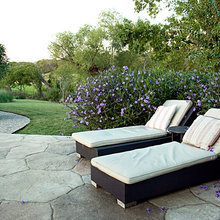purple flowers