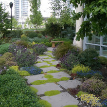 pathway for the orange tree garden